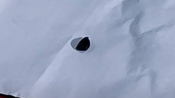 சப்போட்டா விதை 