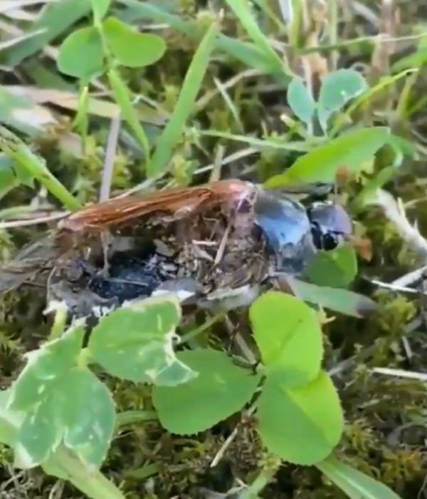  பயங்கர ஃபங்கஸ் நுண்ணுயிரி 