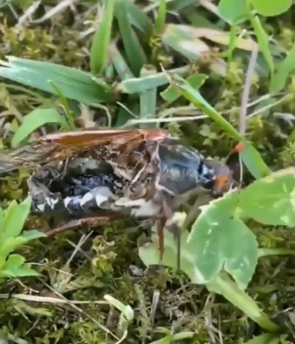  கேமராவில் சிக்கிய 'ஜோம்பி' வண்டு 