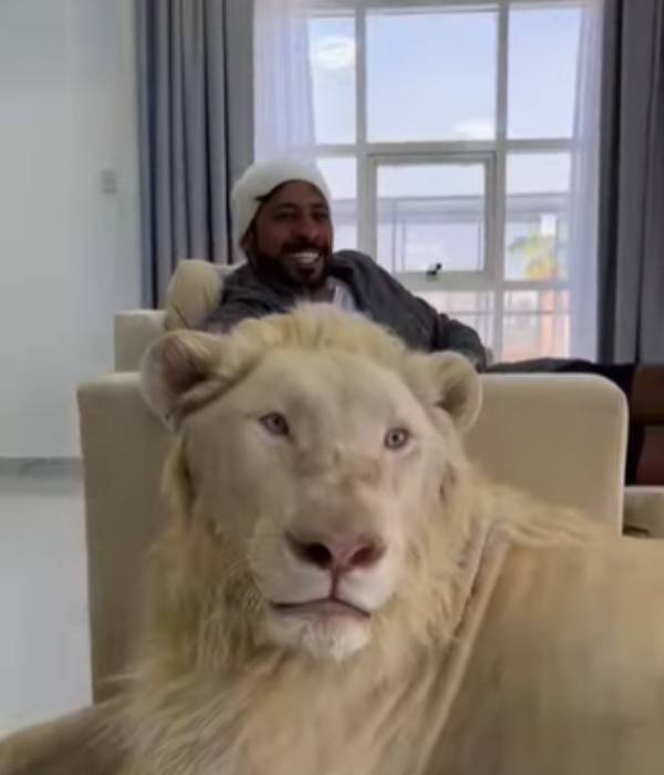  சிங்கத்திற்கு காஃபி 