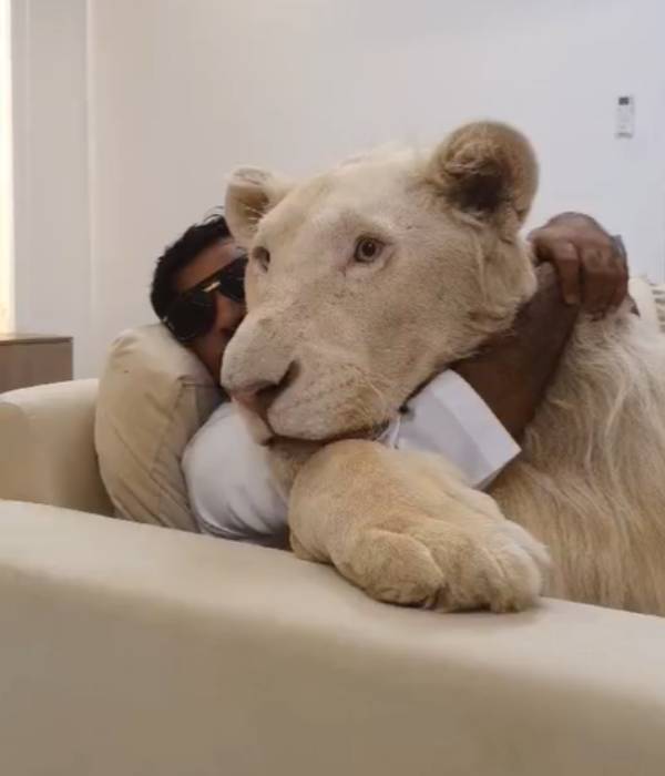 செல்லப்பிராணியாக சிங்கம் 