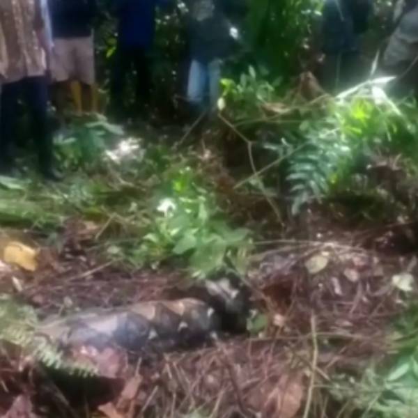 மலைப்பாம்புகள் 