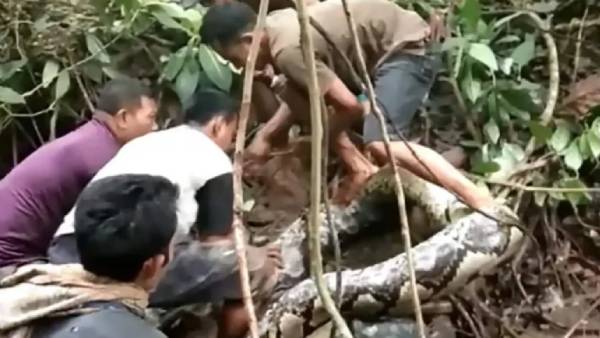  22 அடி மலைப் பாம்பு