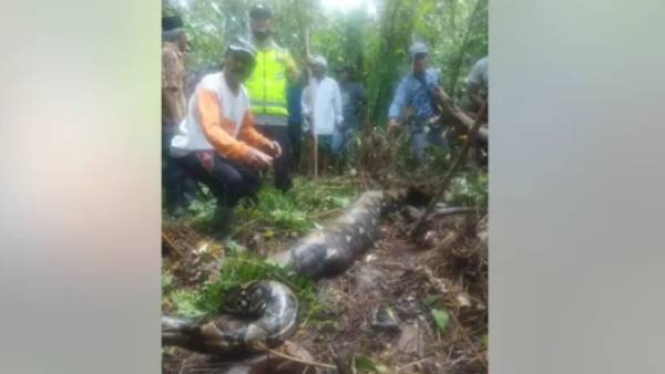  அசையாமல் இருந்த பாம்பு