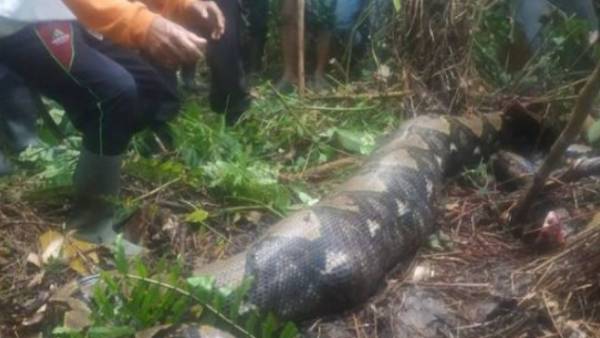  பெண் உடல்