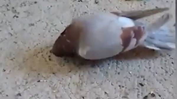  எப்படிப் பரவும்