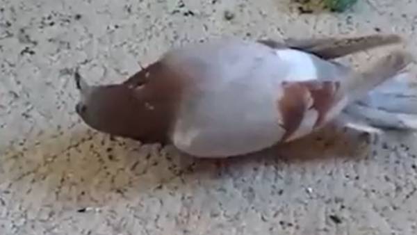  அறிகுறிகள்