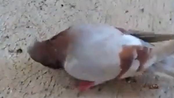  ஜாம்பி போல