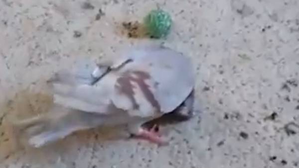  கருணை கொலை