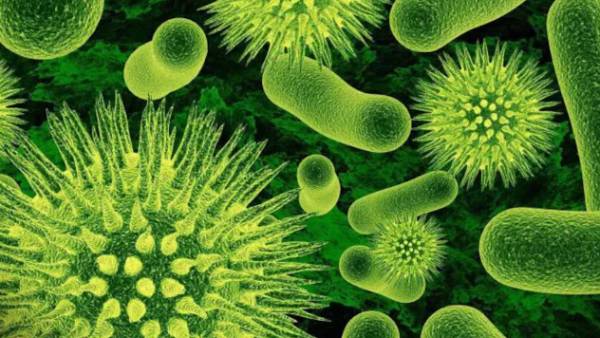 மாமிசம் உண்ணும் பாக்டீரியா 