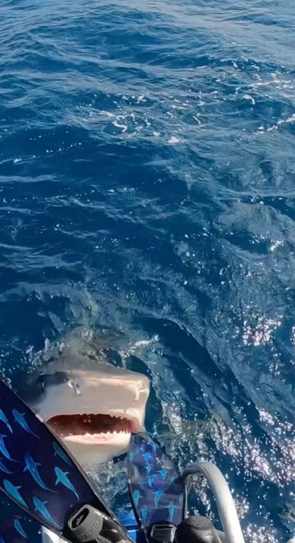 மனித வேட்டையில் இறங்கிய சுறாக்கள் மனித வேட்டையில் இறங்கிய சுறாக்கள்