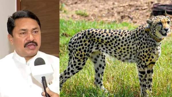 சிவிங்கிப் புலியால் பரவின சிவிங்கிப் புலியால் பரவின