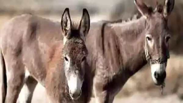 கழுதைக்கறி 