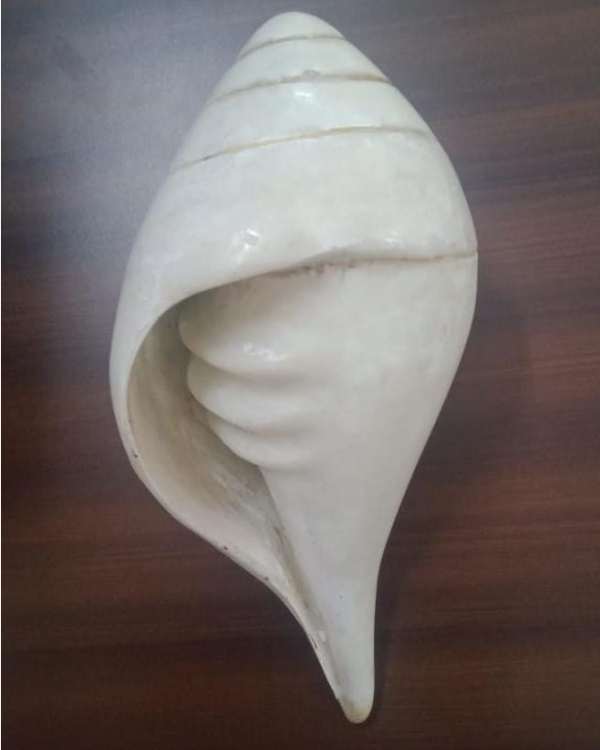 வலம்புரி சங்கு 