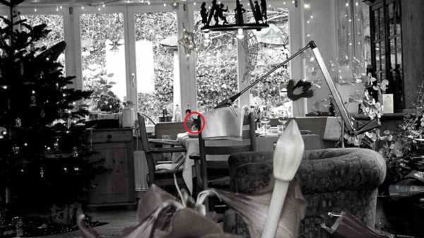 வட்டமிட்டு காட்டப்பட்டுள்ள பூனை 