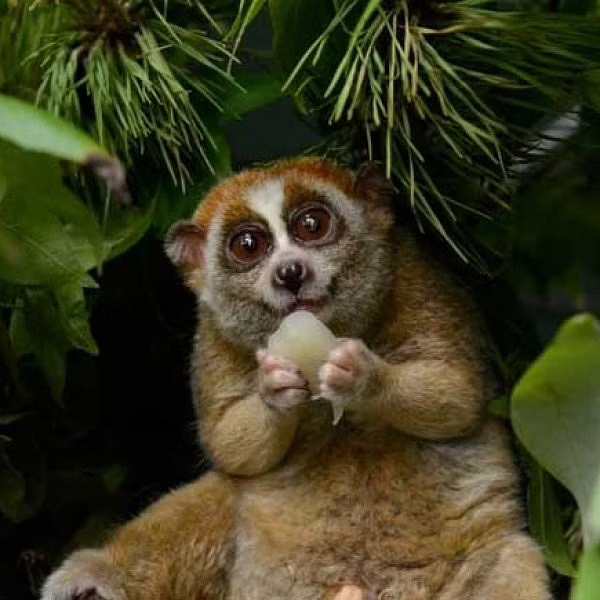 விவசாயிகளின் நண்பன்: 