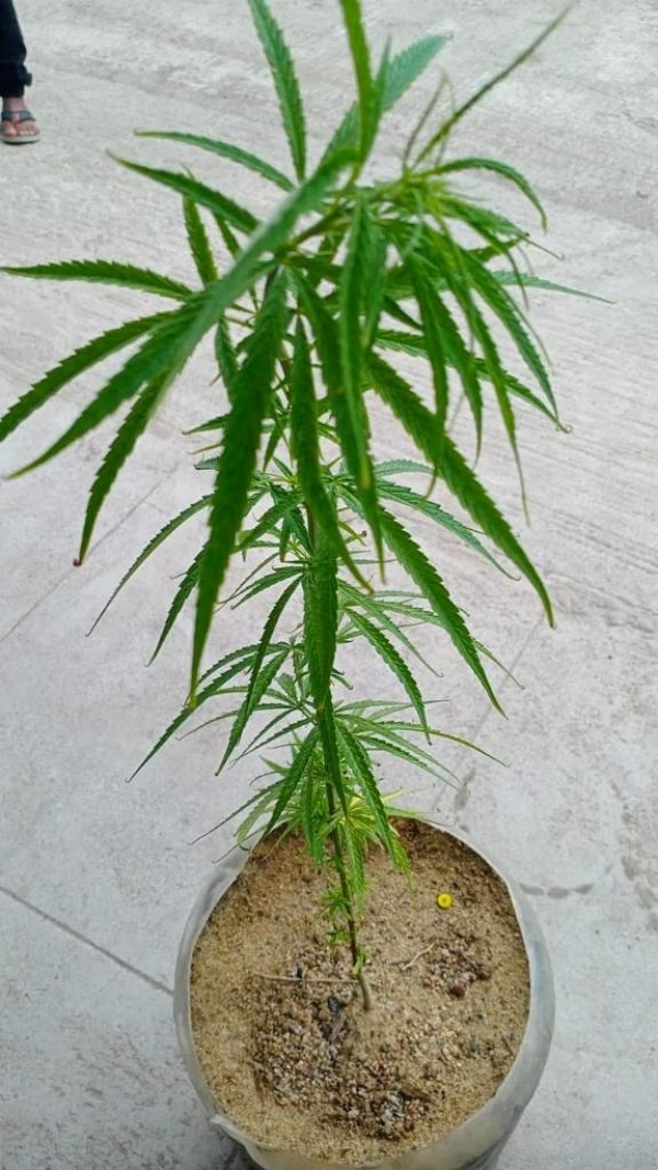 மொட்டை மாடியில் கஞ்சா 
