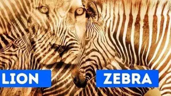 சிங்கம் தெரிந்தால்... 