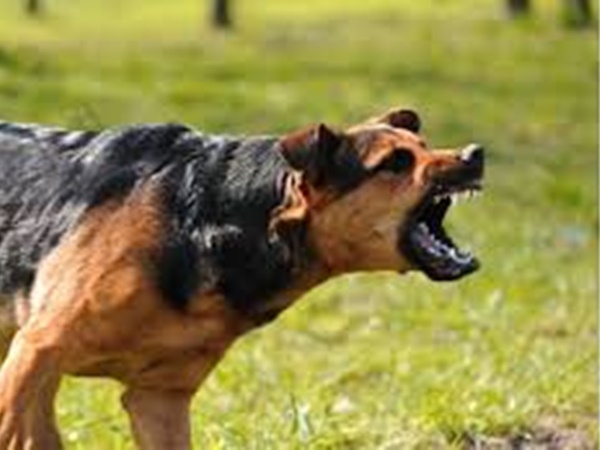 நாய் குரைத்ததால் வந்த வினை