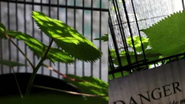 ஆளையே காலி செய்யும் செடிகள் 