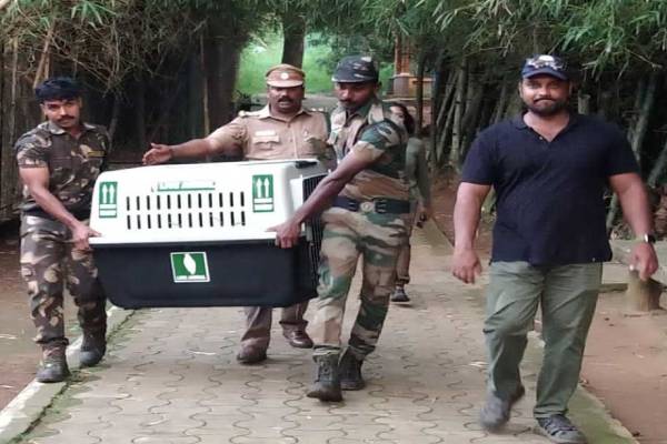 கால்நடை சடலங்கள் 