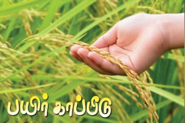 பயிர் காப்பீடு 