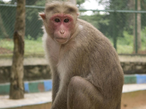 வியப்பில் ஆழ்த்தும் மிருகங்களின் பாசம்..