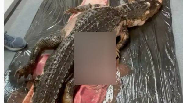 18 அடி பர்மிஸ்