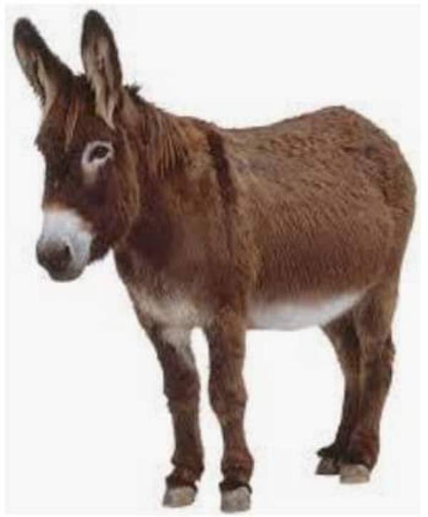  கழுதை மாமிசம்