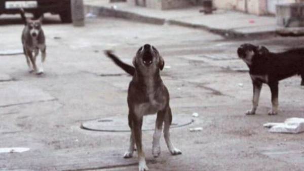 காம்பவுண்ட் சுவர் காம்பவுண்ட் சுவர்