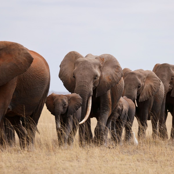 14 வகை இனங்கள் பலி