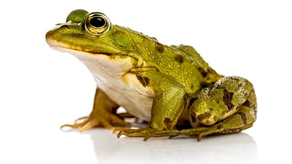 Madras Nature enthusiasts association says about Frogs Pictures Madras Nature enthusiasts association says about Frogs Pictures