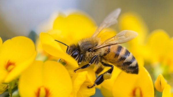 தெளிவான ஆய்வு முடிவுகள்