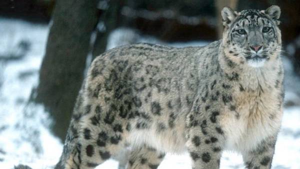 கூச்ச சுபாவம் கொண்ட விலங்காக.. கூச்ச சுபாவம் கொண்ட விலங்காக..