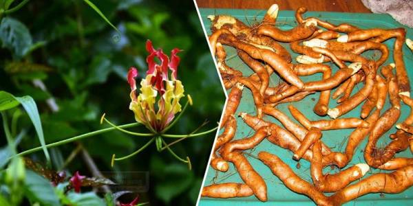 'செங்காந்தள் கிழங்கு சாப்பிட்டால்..' 