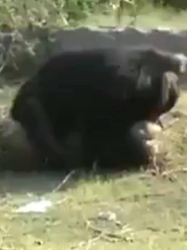 அலறல் சப்தம் 