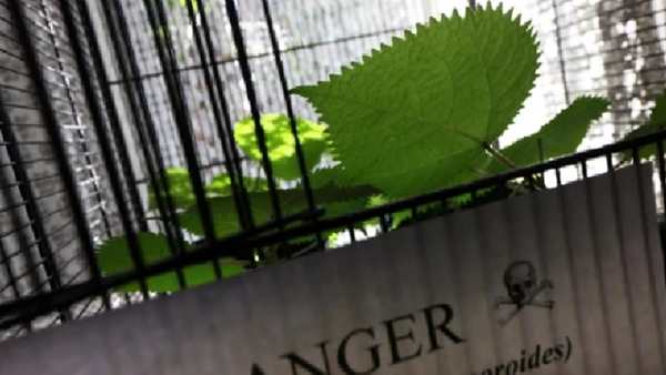 உலகிலேயே ஆபத்தான செடி 