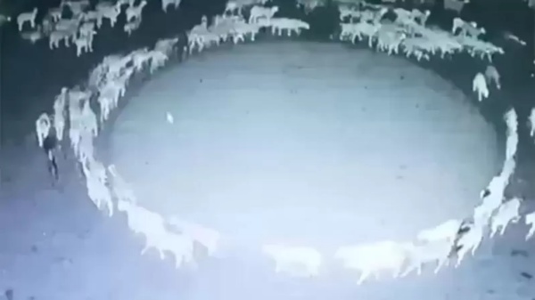 செம்மறி ஆடுகள்