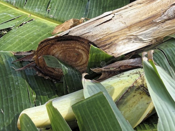 வெட்டியும் தார் வெட்டியும் தார்