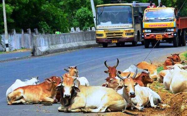 சாலை மாடுகள் 