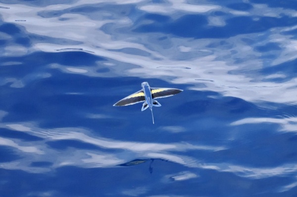 அதிசயம் அதிசயம்