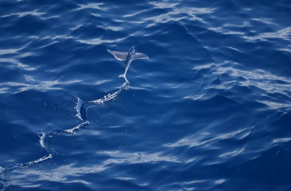 செடிகள் செடிகள்