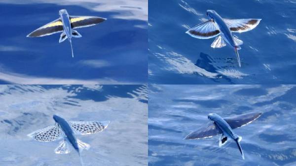 ஆஸ்திரேலியா ஆஸ்திரேலியா