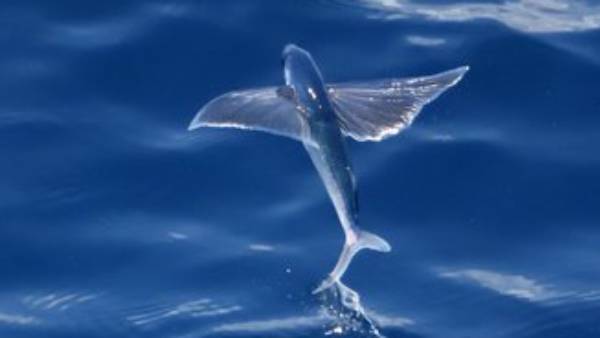 மூன்றில் ஒரு பங்கு மூன்றில் ஒரு பங்கு