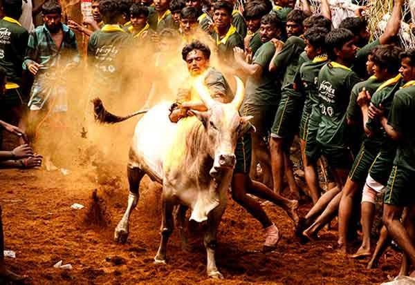 ஜல்லிக்கட்டு