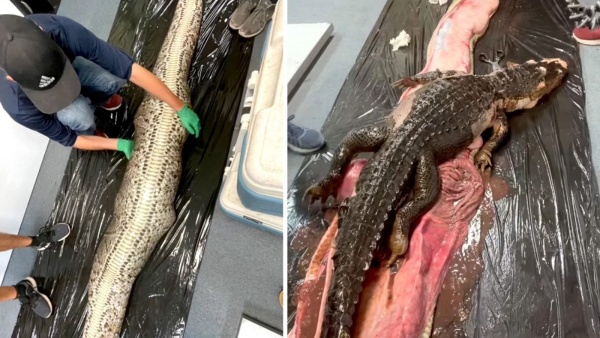 வெளிப்புற தோல்