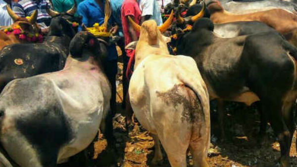 கால்நடைகள் 