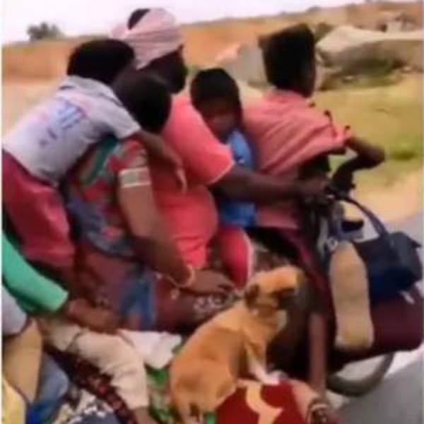 2 நாய்கள், 2 கோழிகளும் 