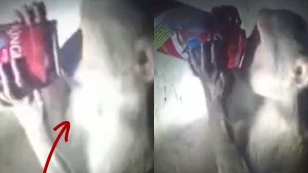  மதுவை திருடி குடிக்கும் குரங்கு 