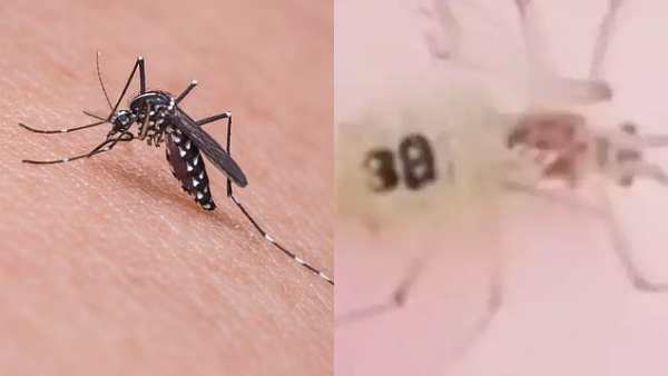 கொசுக்கள்